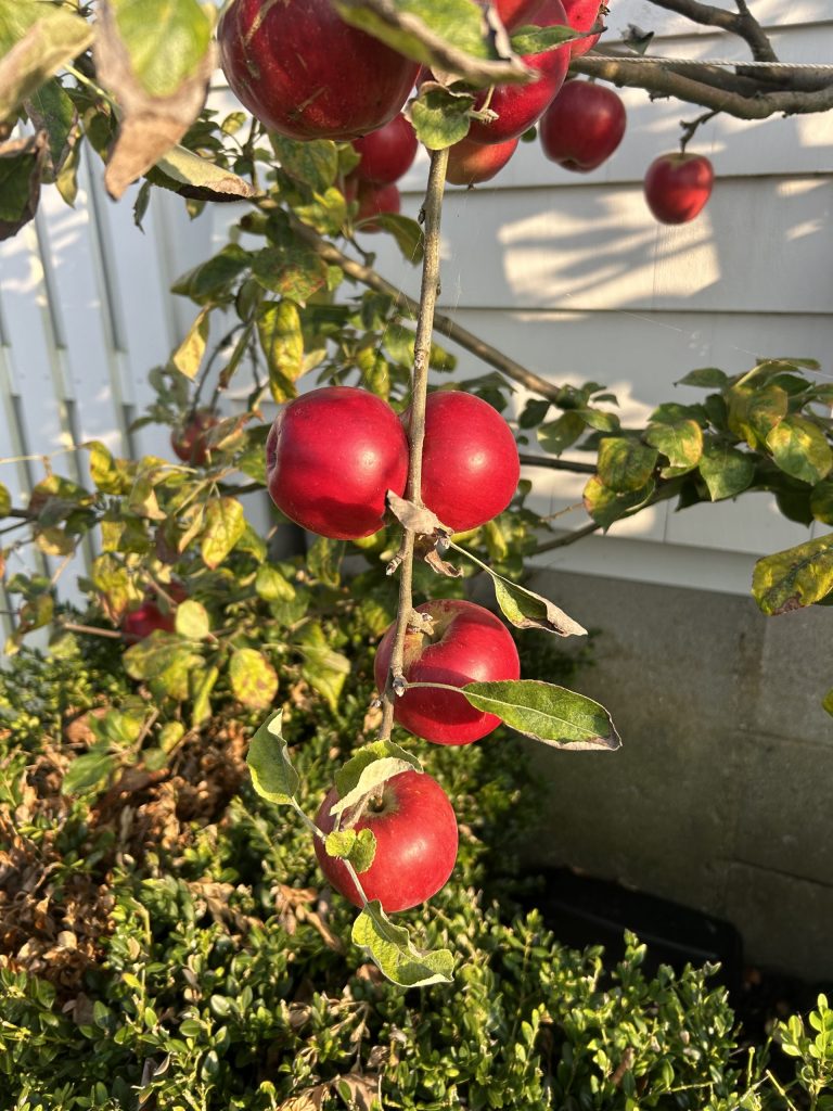 Nutrition Works | Apples