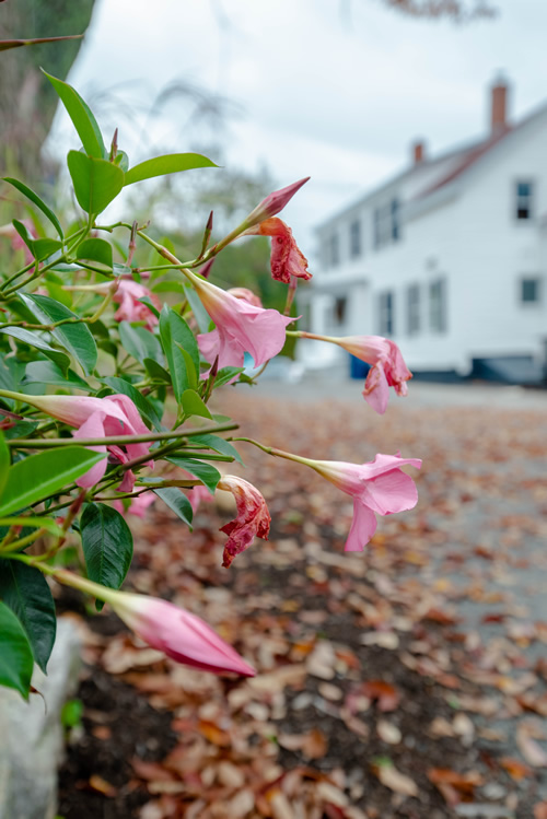 Outside Building Flower Photo
